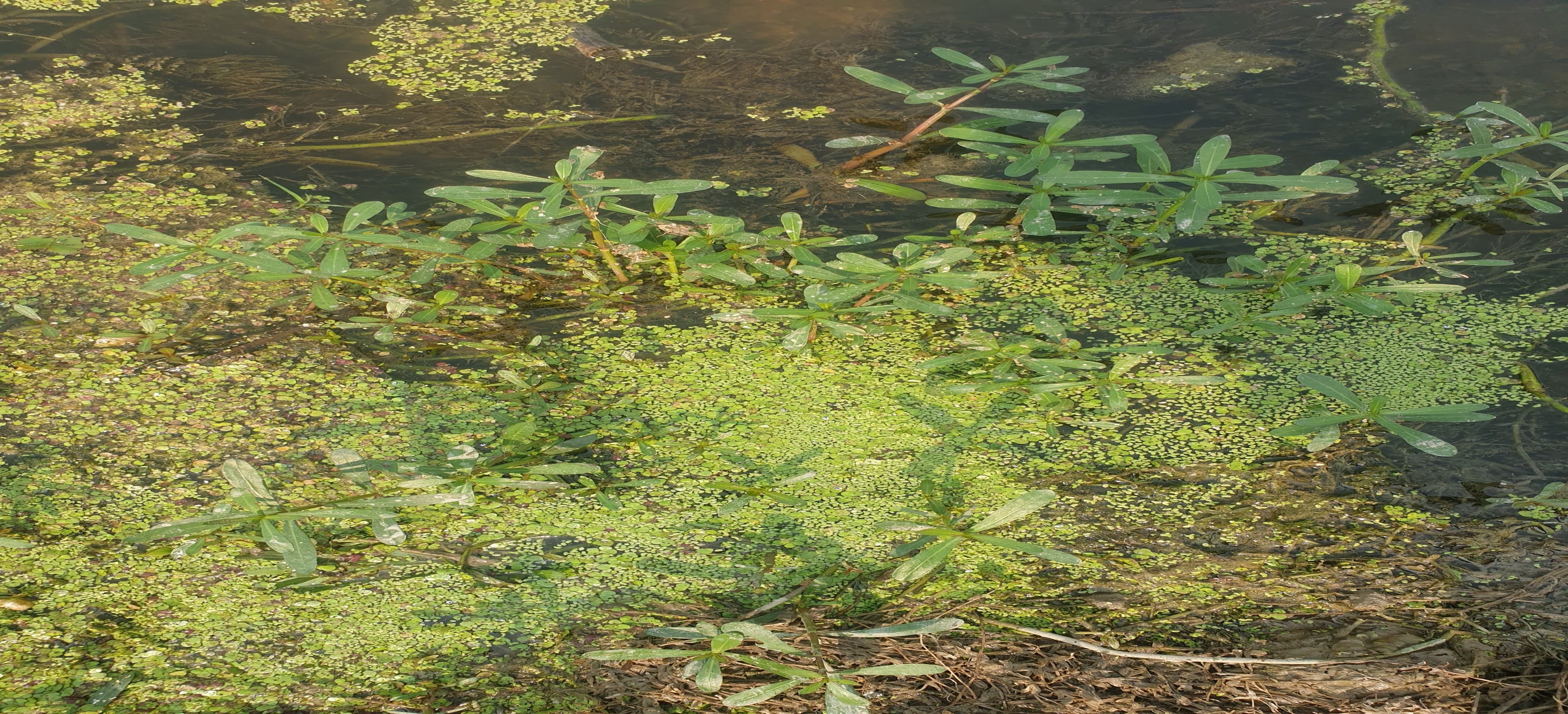 Biodiversity & Ecology